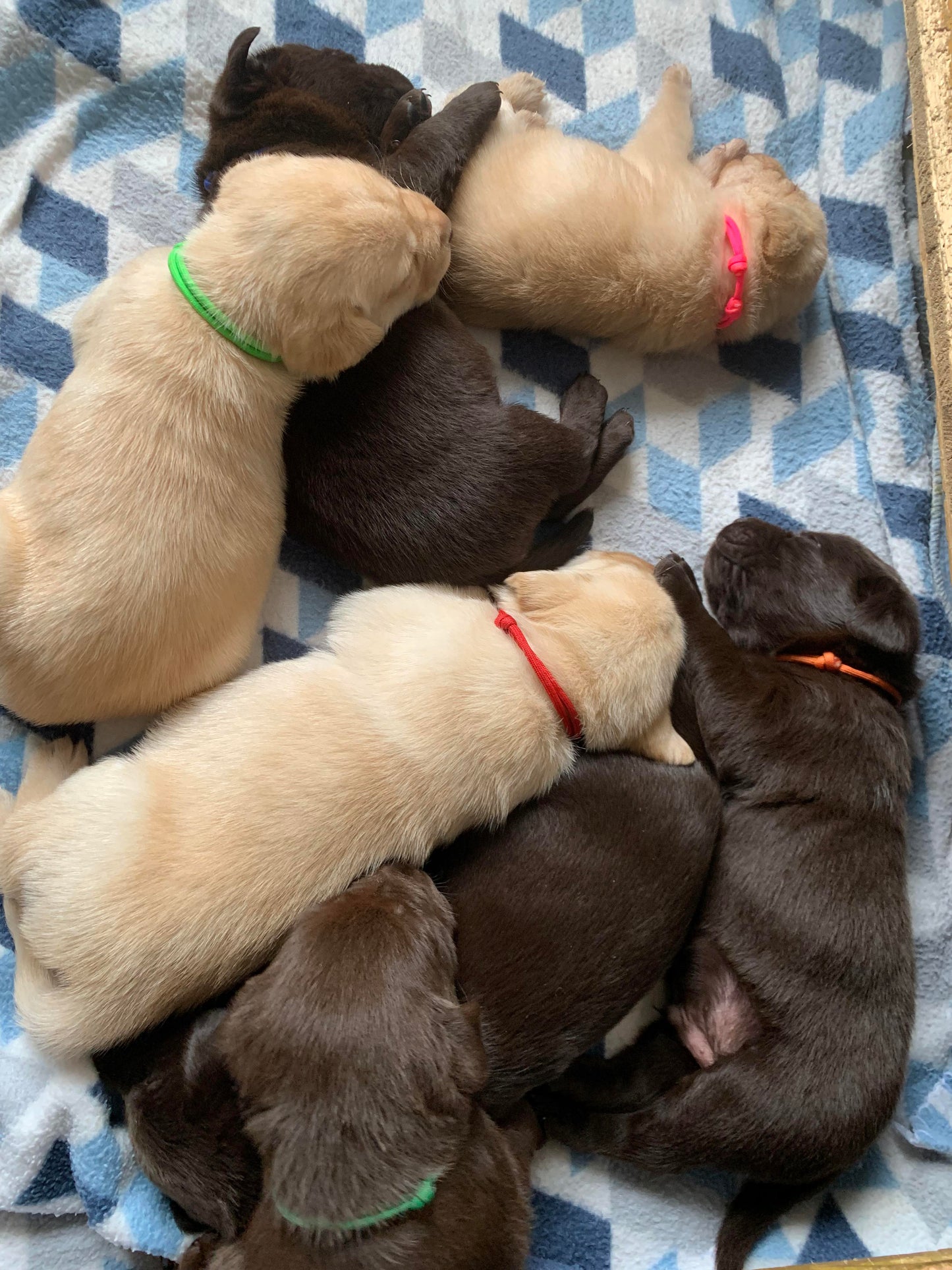AUSSIE STOCK Whelping Collars / Puppy ID Collars Kim & Milly's Cords 4 Paws Paracord Handmade Dog Accessories Customizable Made in Germany Shipping worldwide