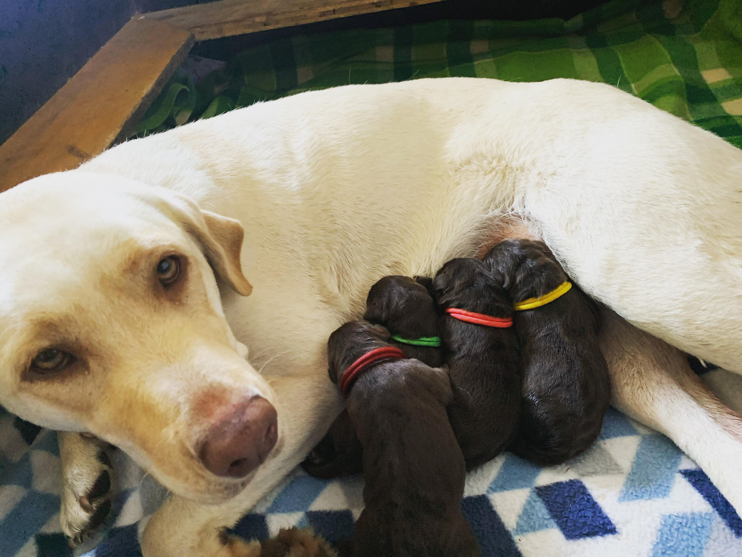 AUSSIE STOCK Whelping Collars / Puppy ID Collars Kim & Milly's Cords 4 Paws Paracord Handmade Dog Accessories Customizable Made in Germany Shipping worldwide