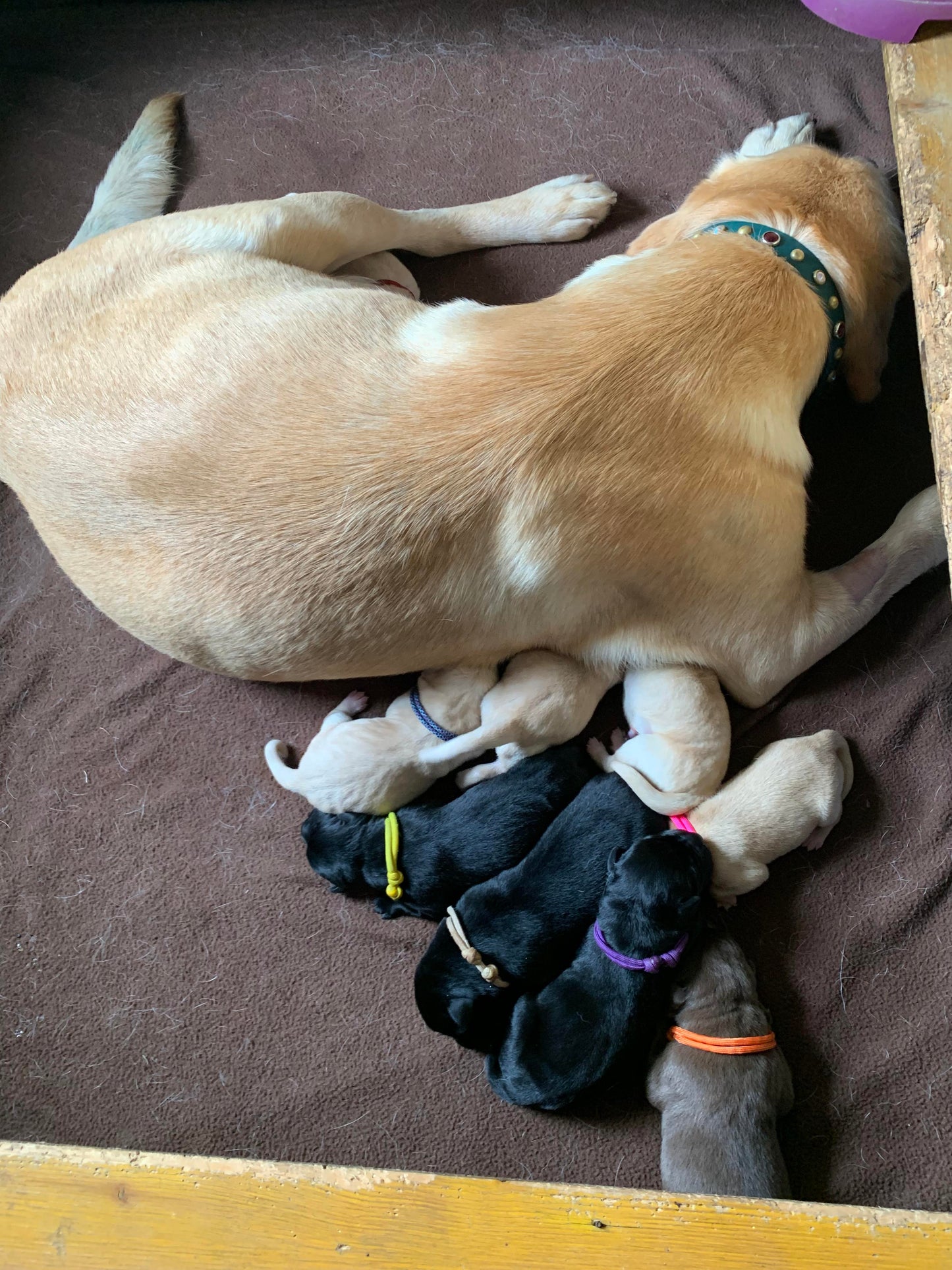 Whelping Collars / Puppy ID Collars Kim & Milly's Cords 4 Paws Paracord Handmade Dog Accessories Customizable Made in Germany Shipping worldwide