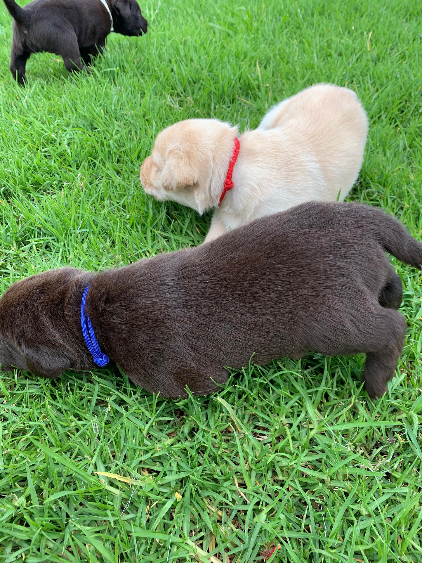 AUSSIE STOCK Whelping Collars / Puppy ID Collars Kim & Milly's Cords 4 Paws Paracord Handmade Dog Accessories Customizable Made in Germany Shipping worldwide