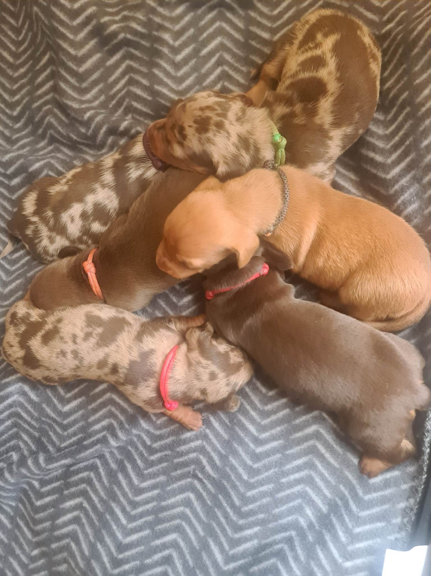 AUSSIE STOCK Whelping Collars / Puppy ID Collars Kim & Milly's Cords 4 Paws Paracord Handmade Dog Accessories Customizable Made in Germany Shipping worldwide