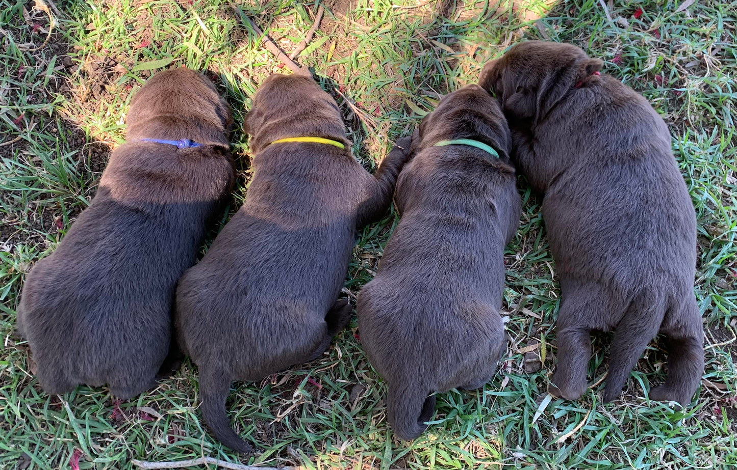 AUSSIE STOCK Whelping Collars / Puppy ID Collars Kim & Milly's Cords 4 Paws Paracord Handmade Dog Accessories Customizable Made in Germany Shipping worldwide