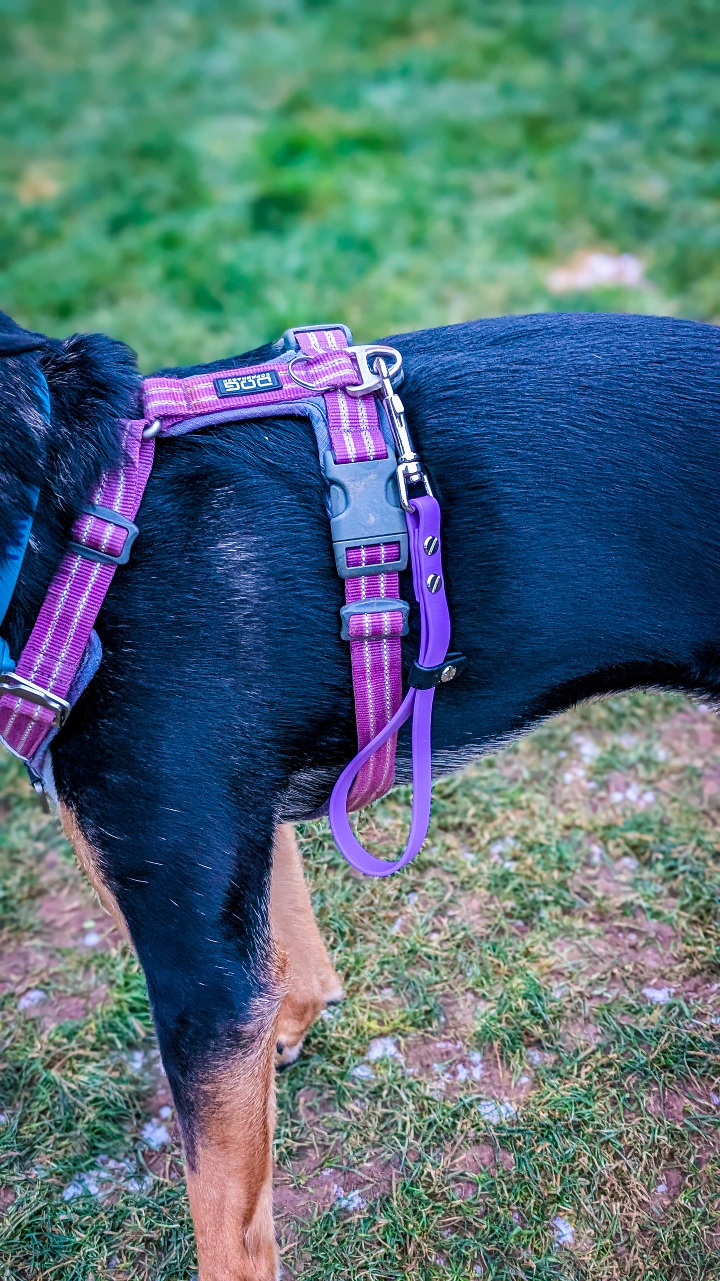 BioThane 3-in-1 Multi Use Traffic Lead & Handle