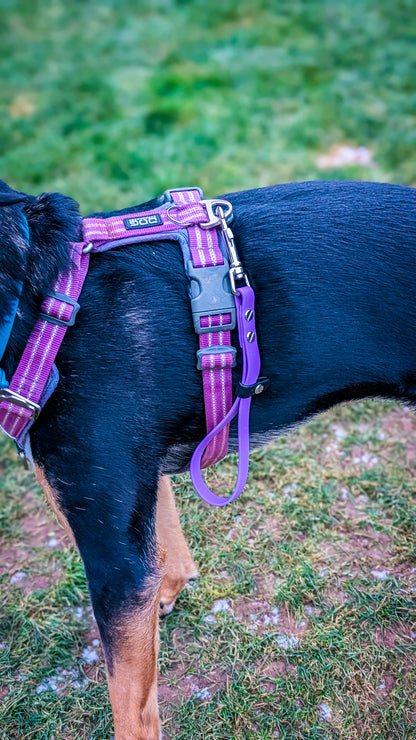 BioThane 3-in-1 Multi Use Traffic Lead & Handle