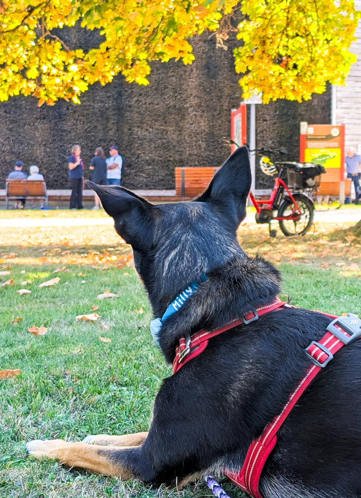 HomeSafe Personalised BioThane® Dog Collar