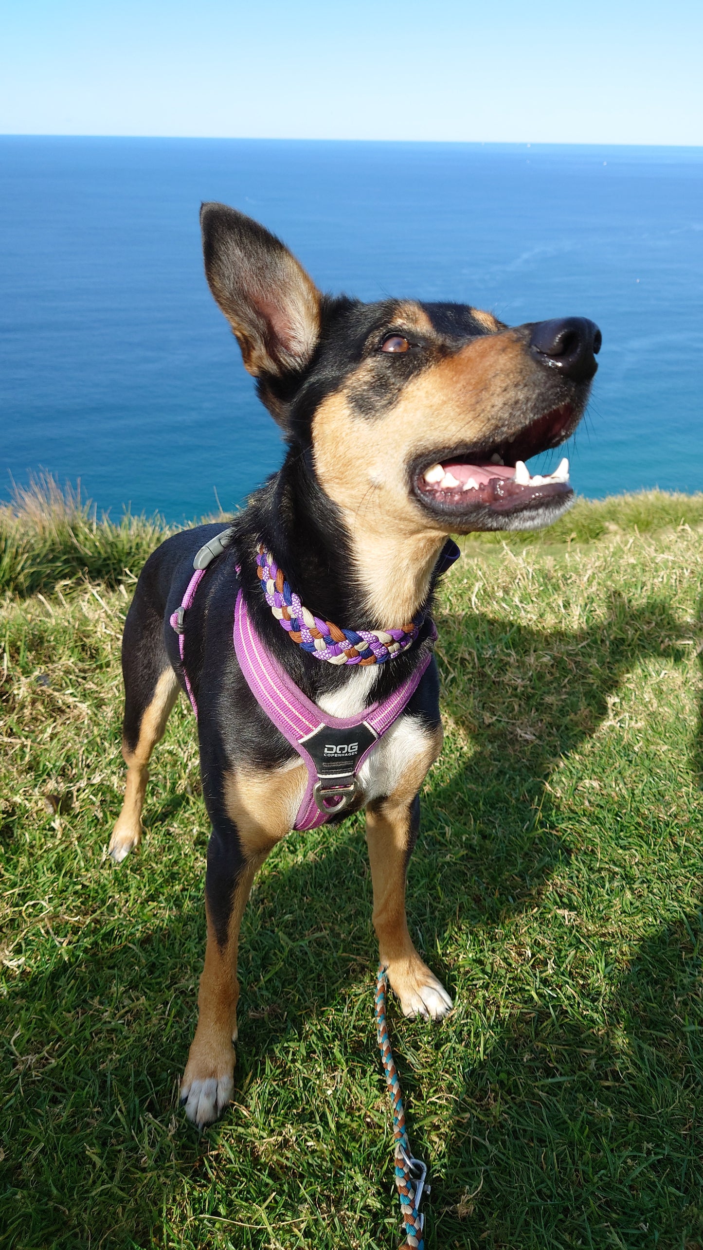 Dog Collar - Milly's Rainbow cords4paws Paracord Handmade Dog Accessories Customizable Made in Germany Shipping worldwide