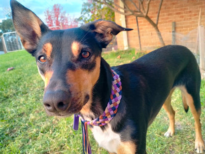Dog Collar - Milly's Rainbow cords4paws Paracord Handmade Dog Accessories Customizable Made in Germany Shipping worldwide