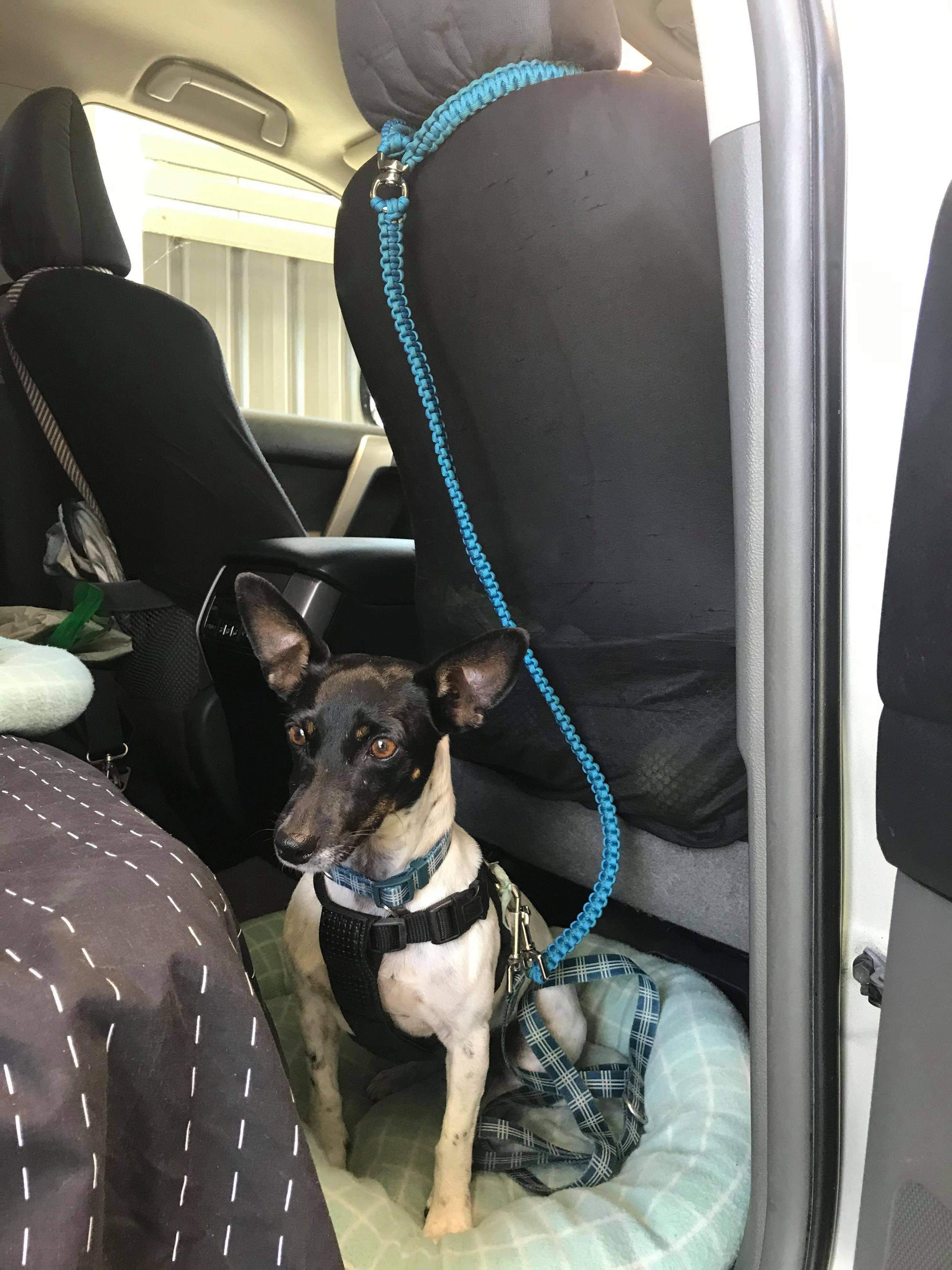 Headrest Car Restraint - "Cobra" cords4paws Paracord Handmade Dog Accessories Customizable Made in Germany Shipping worldwide